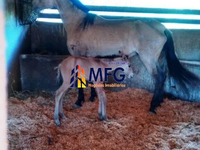 #1112 - Fazenda para Venda em Atibaia - SP - 2