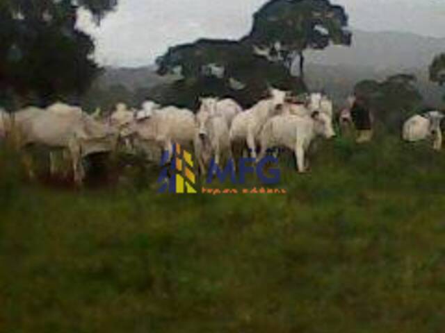 Fazenda para Venda em Alto Araguaia - 5