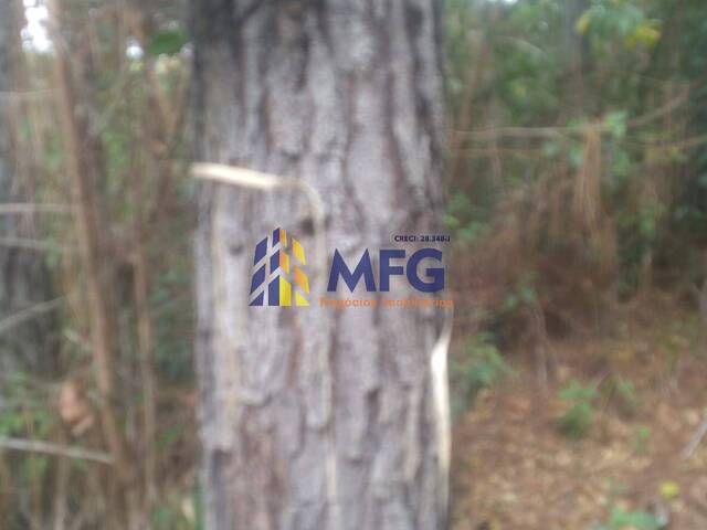 Fazenda para Venda em Eldorado - 2