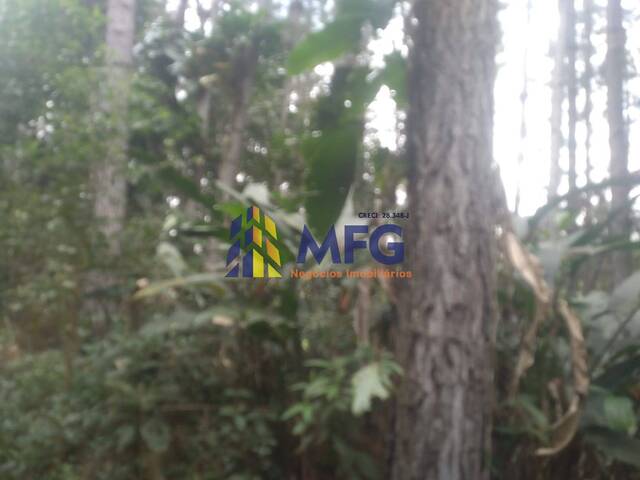 Fazenda para Venda em Eldorado - 3