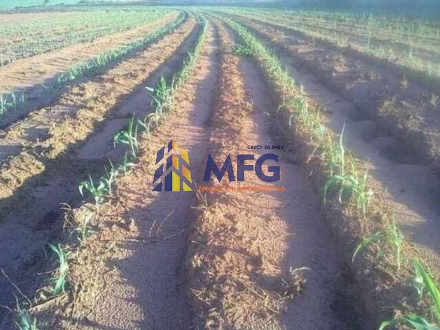 Fazenda para Venda em Echaporã - 3