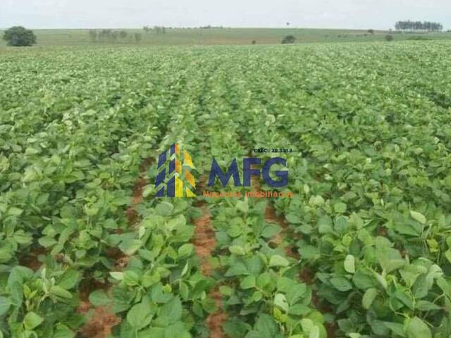 Fazenda para Venda em Echaporã - 4