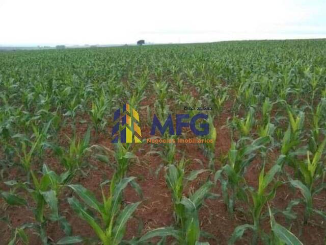 Fazenda para Venda em Echaporã - 2