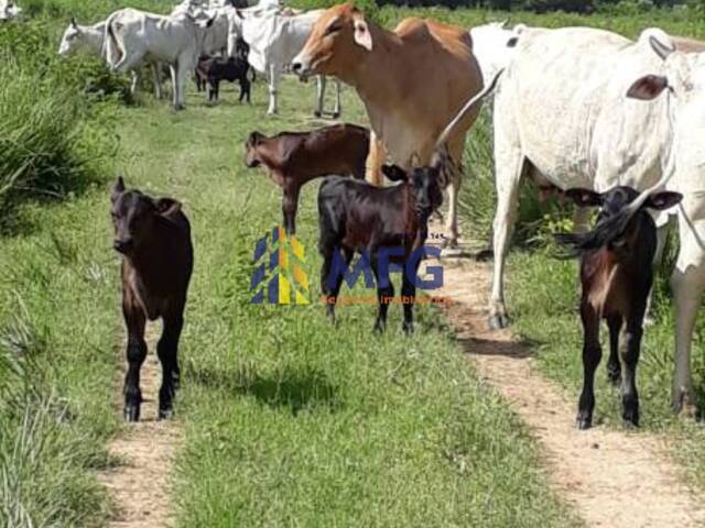 Fazenda para Venda em Bonfinópolis de Minas - 3