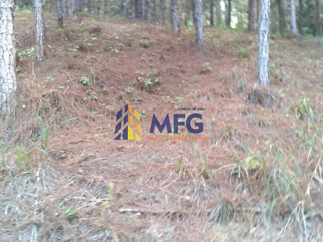 Fazenda para Venda em Registro - 4