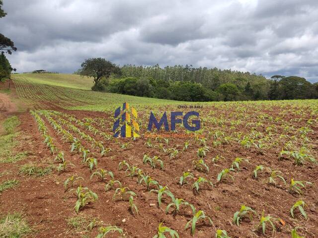 Venda em Área Rural de Capão Bonito - Capão Bonito