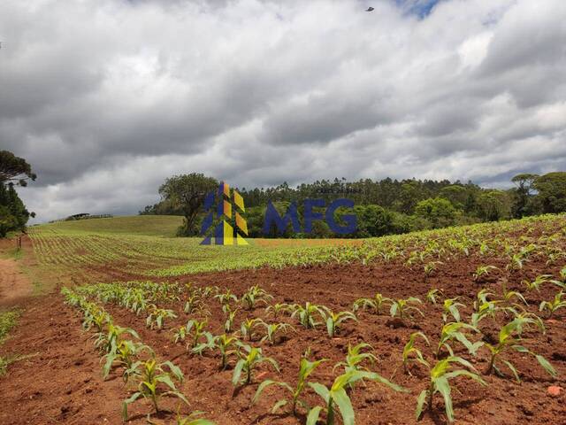 Fazenda para Venda em Capão Bonito - 4