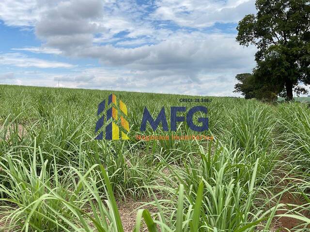 Fazenda para Venda em Araraquara - 4