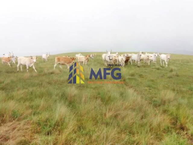 Fazenda para Venda em São Roque de Minas - 5