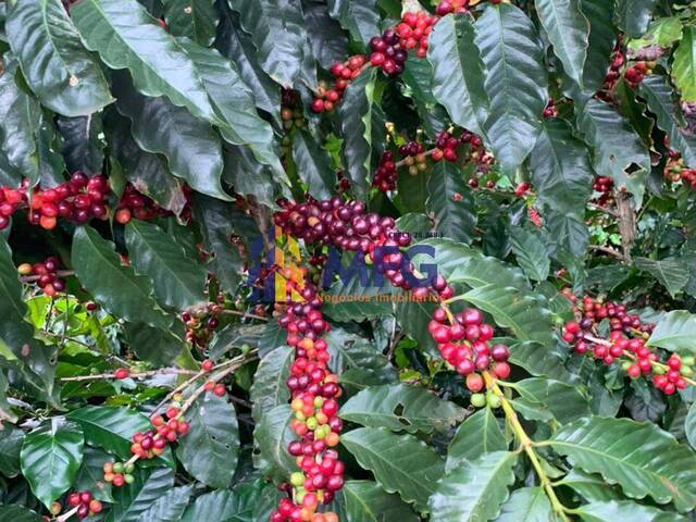 Fazenda para Venda em Novo Cruzeiro - 3