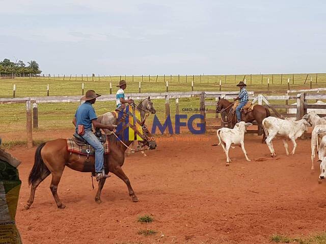 Venda em Primavera - Rosana