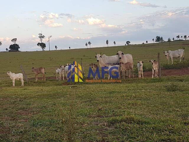 Fazenda para Venda em Rosana - 5