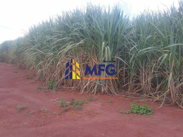 #16966 - Fazenda para Venda em Martinópolis - SP - 2
