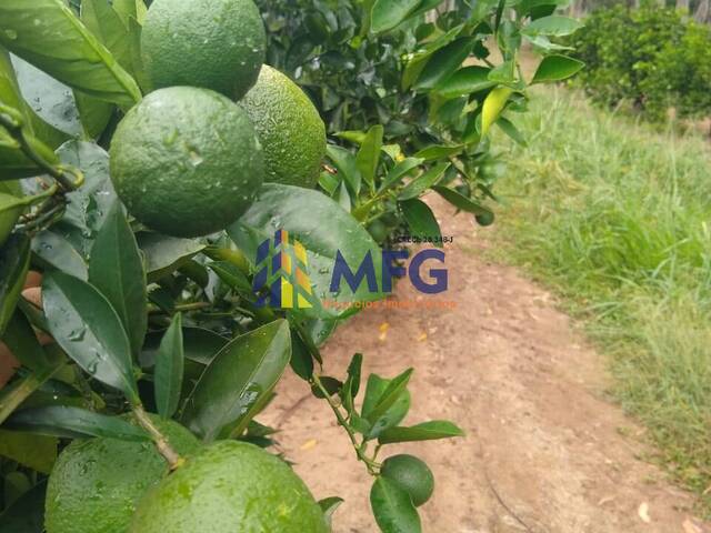 Fazenda para Venda em Araraquara - 3