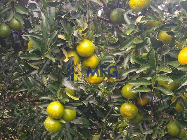 Fazenda para Venda em Araraquara - 4