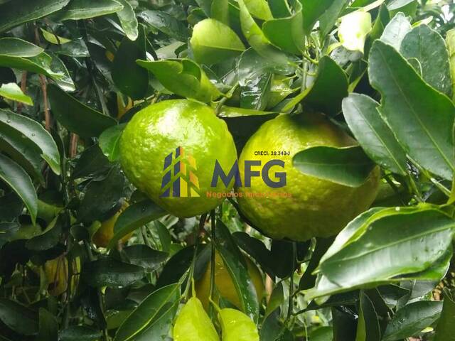 Fazenda para Venda em Araraquara - 5