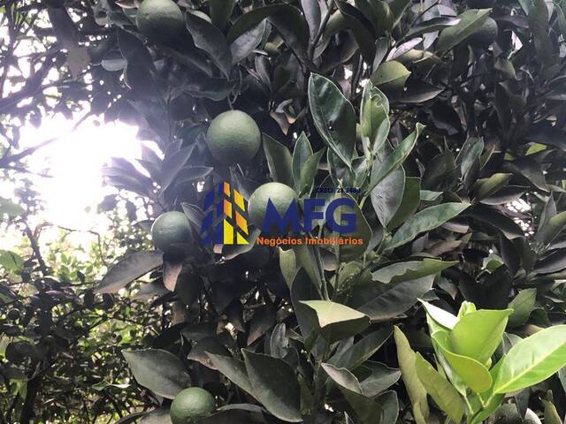 Fazenda para Venda em Lins - 3